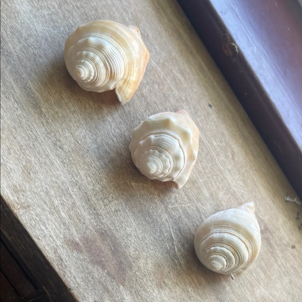 Natural Seashell Collection - Picture 2 of 8